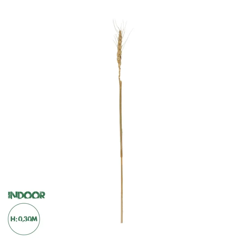 GloboStar® Artificial Garden REAL DRIED WHEAT GRASS 21488 Τεχνητό Διακοσμητικό Κλαδί Σιταριού Y30cm GloboStar® Artificial Garden REAL DRIED WHEAT GRASS 21488 Τεχνητό Διακοσμητικό Κλαδί Σιταριού Y30cm