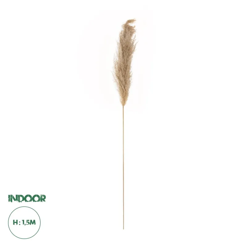 GloboStar® Artificial Garden PAMPAS GRASS 21217 Αποξηραμένο Διακοσμητικό Γρασίδι Πάμπας Μ10 x Π10 x Υ150cm GloboStar® Artificial Garden PAMPAS GRASS 21217 Αποξηραμένο Διακοσμητικό Γρασίδι Πάμπας Μ10 x Π10 x Υ150cm
