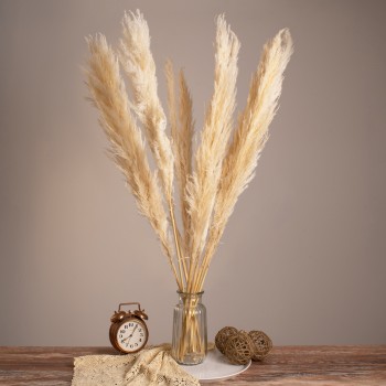 GLOBOSTAR® PAMPASGRASS 36507 Αποξηραμένο Διακοσμητικό Μπουκέτο Γρασίδι της Πάμπας - Μπεζ - Μ20 x Π20 x Υ100cm - Πακέτο 10 Τεμαχίων GLOBOSTAR® PAMPASGRASS 36507 Αποξηραμένο Διακοσμητικό Μπουκέτο Γρασίδι της Πάμπας - Μπεζ - Μ20 x Π20 x Υ100cm - Πακέτο 10 Τεμαχίων