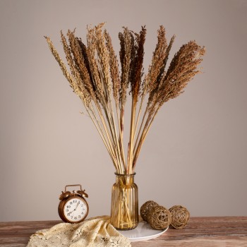 GloboStar® BROOMCORN 36554 Αποξηραμένο Φυτό Γλυκό Σόργο - Μπουκέτο Διακοσμητικών Κλαδιών Καφέ Υ80cm - Σετ 20 τμχ GloboStar® BROOMCORN 36554 Αποξηραμένο Φυτό Γλυκό Σόργο - Μπουκέτο Διακοσμητικών Κλαδιών Καφέ Υ80cm - Σετ 20 τμχ