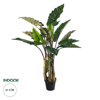 GloboStar® Artificial Garden RAINBOW TARO 20207 Τεχνητό Διακοσμητικό Φυτό Κολοκασία Υ170cm GloboStar® Artificial Garden RAINBOW TARO 20207 Τεχνητό Διακοσμητικό Φυτό Κολοκασία Υ170cm