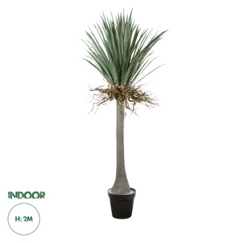 GloboStar® Artificial Garden BEAUCARNEA PALM TREE 20047 Τεχνητό Διακοσμητικό Φυτό Κυρτόφυλλος Μπουκαρνέα Υ200cm GloboStar® Artificial Garden BEAUCARNEA PALM TREE 20047 Τεχνητό Διακοσμητικό Φυτό Κυρτόφυλλος Μπουκαρνέα Υ200cm