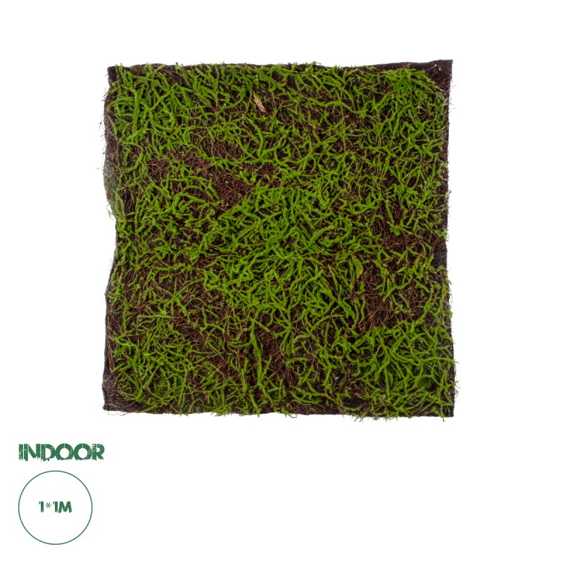 GloboStar® Artificial Garden BRYOPHYTA 20143 Τεχνητό Διακοσμητικό Πάνελ Φυλλωσιάς - Κάθετος Κήπος Βρύα Μ100 x Π100 x Υ5cm GloboStar® Artificial Garden BRYOPHYTA 20143 Τεχνητό Διακοσμητικό Πάνελ Φυλλωσιάς - Κάθετος Κήπος Βρύα Μ100 x Π100 x Υ5cm