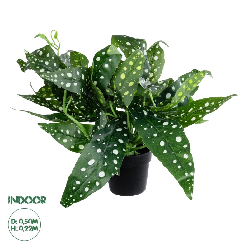 GloboStar® Artificial Garden BEGONIA POLKA DOT PLANT 20959 Διακοσμητικό Φυτό Βιγόνια Φ50 x Υ22cm GloboStar® Artificial Garden BEGONIA POLKA DOT PLANT 20959 Διακοσμητικό Φυτό Βιγόνια Φ50 x Υ22cm