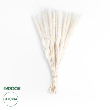 GloboStar® Artificial Garden REAL DRIED BEIGE PAMPAS GRASS BUNCH 21216 Αποξηραμένο Διακοσμητικό Μπουκέτο Pampas Μπέζ Y50cm - Σετ 15 τμχ GloboStar® Artificial Garden REAL DRIED BEIGE PAMPAS GRASS BUNCH 21216 Αποξηραμένο Διακοσμητικό Μπουκέτο Pampas Μπέζ Y50cm - Σετ 15 τμχ
